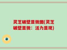 灵芝破壁显微图(灵芝破壁显微：活力显现)