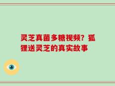 灵芝真菌多糖视频？狐狸送灵芝的真实故事