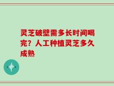 灵芝破壁需多长时间喝完？人工种植灵芝多久成熟