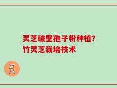 灵芝破壁孢子粉种植？竹灵芝栽培技术