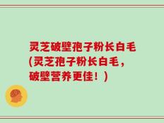 灵芝破壁孢子粉长白毛(灵芝孢子粉长白毛，破壁营养更佳！)