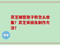 灵芝破壁孢子粉怎么收集？灵芝采摘及制作方法？