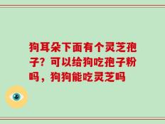 狗耳朵下面有个灵芝孢子？可以给狗吃孢子粉吗，狗狗能吃灵芝吗