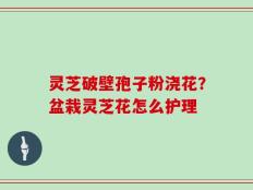 灵芝破壁孢子粉浇花？盆栽灵芝花怎么护理