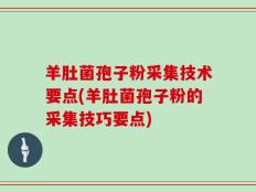 羊肚菌孢子粉采集技术要点(羊肚菌孢子粉的采集技巧要点)