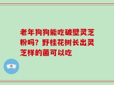 老年狗狗能吃破壁灵芝粉吗？野桂花树长出灵芝样的菌可以吃