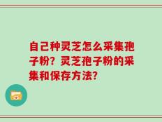 自己种灵芝怎么采集孢子粉？灵芝孢子粉的采集和保存方法？