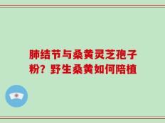 肺结节与桑黄灵芝孢子粉？野生桑黄如何陪植