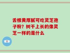 舌根黄厚腻可吃灵芝孢子粉？树干上长的像灵芝一样的是什么