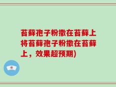 苔藓孢子粉撒在苔藓上将苔藓孢子粉撒在苔藓上，效果超预期)