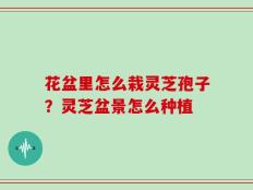 花盆里怎么栽灵芝孢子？灵芝盆景怎么种植