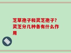 芝草孢子和灵芝孢子？灵芝分几种各有什么作用