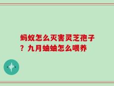 蚂蚁怎么灭害灵芝孢子？九月蛐蛐怎么喂养