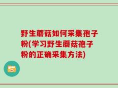 野生蘑菇如何采集孢子粉(学习野生蘑菇孢子粉的正确采集方法)