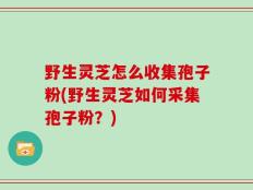 野生灵芝怎么收集孢子粉(野生灵芝如何采集孢子粉？)