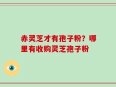 赤灵芝才有孢子粉？哪里有收购灵芝孢子粉