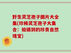野生灵芝孢子图片大全集(珍稀灵芝孢子大集合：拍摄到的珍贵自然瑰宝)