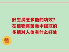 野生灵芝多糖的功效？在植物真菌类中提取的多糖对人体有什么好处