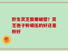 野生灵芝需要破壁？灵芝孢子粉碾压的好还是粉好