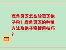鹿角灵芝怎么放灵芝孢子粉？鹿角灵芝的种植方法及孢子粉使用技巧？