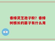 香樟灵芝孢子粉？香樟树根长的菌子有什么用