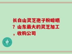 长白山灵芝孢子粉晾晒？山东最大的灵芝加工，收购公司