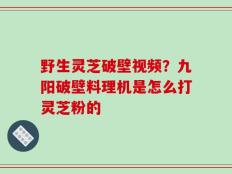 野生灵芝破壁视频？九阳破壁料理机是怎么打灵芝粉的