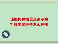 该如何种植灵芝孢子粉？野生灵种子怎么种植