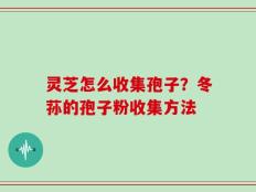 灵芝怎么收集孢子？冬荪的孢子粉收集方法