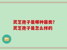 灵芝孢子是哪种菌类？灵芝孢子是怎么样的