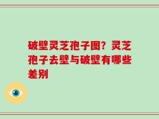 破壁灵芝孢子图？灵芝孢子去壁与破壁有哪些差别