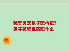 破壁灵芝孢子配枸杞？莲子破壁机搭配什么