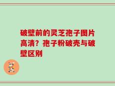 破壁前的灵芝孢子图片高清？孢子粉破壳与破壁区别