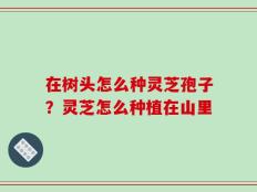 在树头怎么种灵芝孢子？灵芝怎么种植在山里