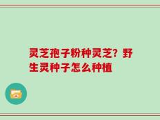 灵芝孢子粉种灵芝？野生灵种子怎么种植