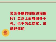 灵芝多糖的提取过程图片？灵芝上面有很多小孔，也不怎么结实，说是野生的