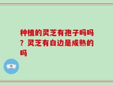 种植的灵芝有孢子吗吗？灵芝有白边是成熟的吗