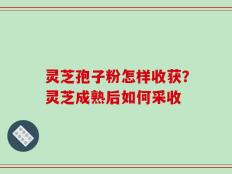 灵芝孢子粉怎样收获？灵芝成熟后如何采收