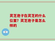 灵芝孢子在灵芝的什么位置？灵芝孢子是怎么样的