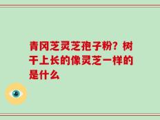 青冈芝灵芝孢子粉？树干上长的像灵芝一样的是什么