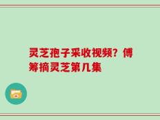 灵芝孢子采收视频？傅筹摘灵芝第几集
