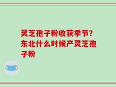 灵芝孢子粉收获季节？东北什么时候产灵芝孢子粉