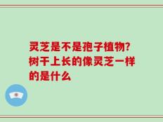 灵芝是不是孢子植物？树干上长的像灵芝一样的是什么