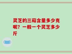 灵芝的三萜含量多少克呢？一般一个灵芝多少斤