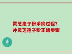 灵芝孢子粉采摘过程？冲灵芝孢子粉正确步骤