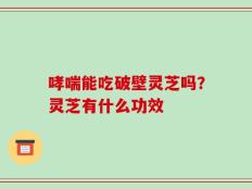 哮喘能吃破壁灵芝吗？灵芝有什么功效