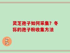灵芝孢子如何采集？冬荪的孢子粉收集方法