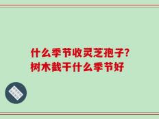 什么季节收灵芝孢子？树木截干什么季节好