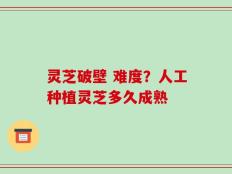 灵芝破壁 难度？人工种植灵芝多久成熟