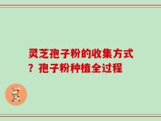 灵芝孢子粉的收集方式？孢子粉种植全过程